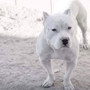 Meet your Posher, Andre